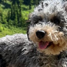 Aussiedoodles, Cavapoos, and Goldendoodles from Still Waters Farm