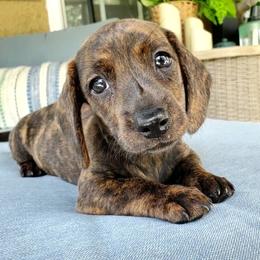 Duchess - Chocolate and tan female Dachshund puppy in Aiken, South Carolina from Ming's Mongols