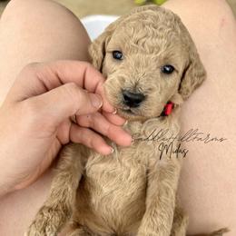 Midas - Cream male Goldendoodle puppy in Rienzi, Mississippi from Saddle Hill Farms