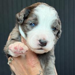 Everest - female Australian Mountain Doodle puppy in Cortez, Colorado from Sassy Pants Pups