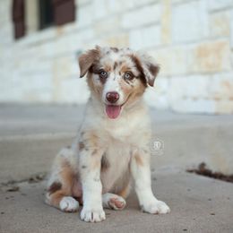 Jazz - Red merle female Australian Shepherd puppy in Campbell, Texas from RD Ranch