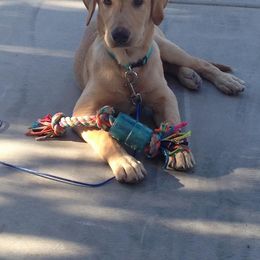 Labrador Retriever All Grown Up from Queens Creek Labrador Ranch