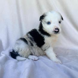 Blue Merle - Blue merle male Border Collie puppy in Okeechobee, Florida from Cowtown Corgis & Border Collies