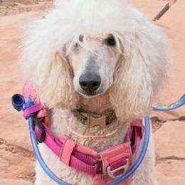 Winter - Goldendoodle