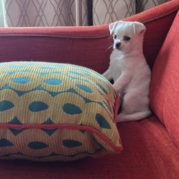 Chihuahuas from JVJ West Texas Chihuahua TM