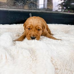 Black collar - Dark golden female Golden Retriever puppy in Lehi, Utah from Open Star Goldens