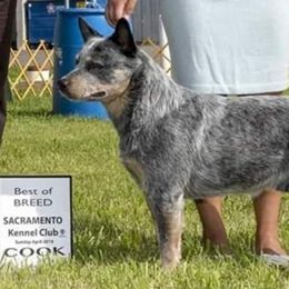 Australian Cattle Dogs and Smooth Fox Terriers from Palomar Kennels