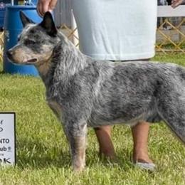 Australian Cattle Dogs and Smooth Fox Terriers from Palomar Kennels