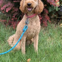 Coco - Labradoodle