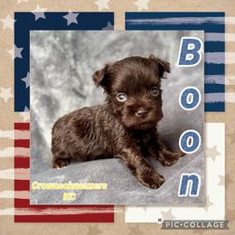 Boon - Liver male Miniature Schnauzer puppy in Independence, Missouri from Crown Schnauzers KC