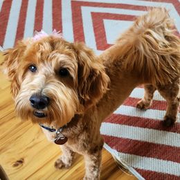 Goldendoodles from Lady's Goldendoodles