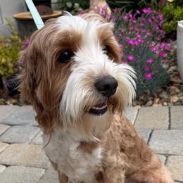 Zayda - Australian Labradoodle
