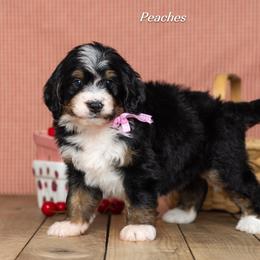 Peaches - Tri-color female Bernedoodle puppy in St Joe, Indiana from Pawsh Bernedoodles