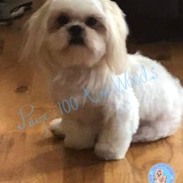 Ollie - Shih Tzu
