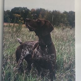German Shorthaired Pointer Puppies from Mancandy German Shorthairs