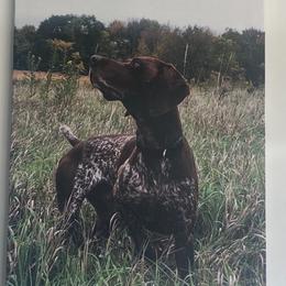 German Shorthaired Pointer Puppies from Mancandy German Shorthairs