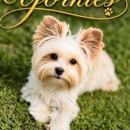 Sydney - Yorkshire Terrier