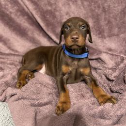 Blue Collar - Red and rust male Doberman Pinscher puppy in Lake City, Florida from Paintedcrazy Doberman Pinchers