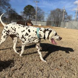Rhaenyra - Dalmatian