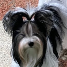 Georgie - Biewer Terrier
