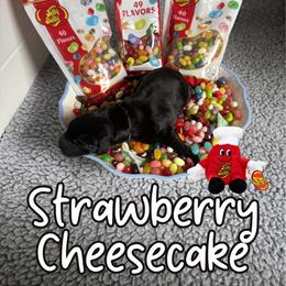 Strawberry Cheesecake - Black female Labrador Retriever puppy in Water Valley, Mississippi from Three Lakes Labs & WHDs