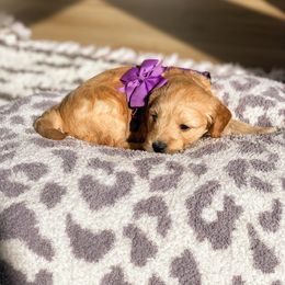 Goldendoodle Puppies from Bundy Farm