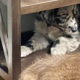 Australian Shepherd Puppies from Elliott’s Aussies