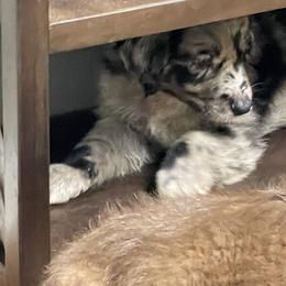 Australian Shepherd Puppies from Elliott’s Aussies