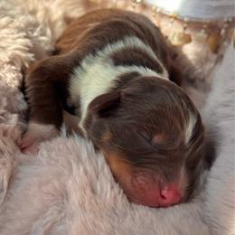 Girl-3 - Red tri-color female Australian Shepherd puppy in Ramona, California from Blue Moon Aussies