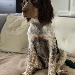 Boykin Spaniel and English Springer Spaniel Puppies from 31 Pines Springers & Retrievers