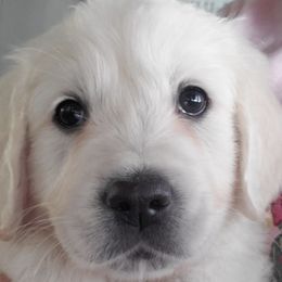 Cavalier King Charles Spaniels and Golden Retrievers from Cuddle Up Pups WI