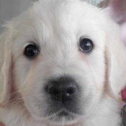 Cavalier King Charles Spaniels and Golden Retrievers from Cuddle Up Pups WI