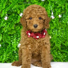 Stormy - Red  female Goldendoodle puppy in Brandon, Florida from Murphys Doodles