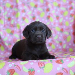 Sadie - Chocolate female Labrador Retriever puppy in Williamston, South Carolina from Dutton Dog Co & Dalla Grazia Doberman