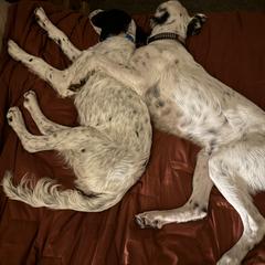 English Setter Puppies from Steens Mountain Setters