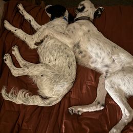 English Setter Puppies from Steens Mountain Setters