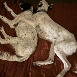 English Setter Puppies from Steens Mountain Setters