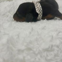 White collar girl - Black and tan female Dachshund puppy in Maurice, Louisiana from Hart Dachshunds