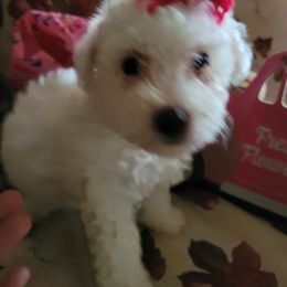 Bichon Frises from Paradiseisland