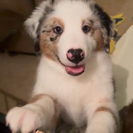 Orange - Blue merle male Miniature American Shepherd puppy in Hurt, Virginia from Sweet Prada's Farm