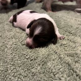 Boy 1 - Piebald male Dachshund puppy in Dobson, North Carolina from Oakleys Dachshund Haven