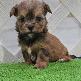 Sam - Liver and white male Shorkie puppy in Aurora, Missouri from KnJ Precious Paws LLC