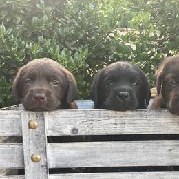 Labrador Retriever Puppies from Still Creek Labradors