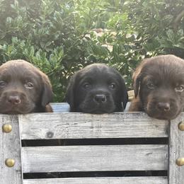 Labrador Retriever Puppies from Still Creek Labradors