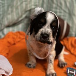 Juno - Tri-Roan female English Springer Spaniel puppy in Cookeville, Tennessee from Krossroads Kennel