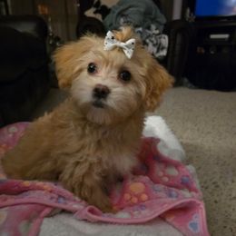 Lizzo - White and tan female Maltese puppy in Ludington, Michigan from OT Maltese & Co