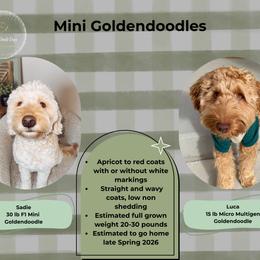 Upcoming Litter - Red  male Goldendoodle puppy in Layton, Utah from Gracious Doodle Dogs