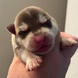 M1 - Red and white male Siberian Husky puppy in Virginia from WJKennels