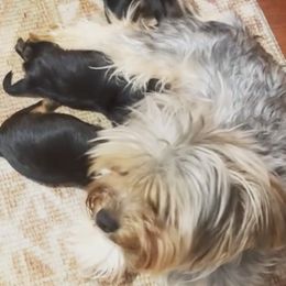 Yorkshire Terriers from Stanford Yorkies