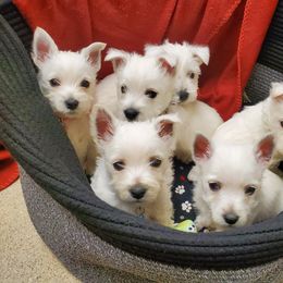 Previous Litters - West Highland White Terrier